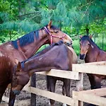 Val Salice Horses Oda ve Kahvaltı Torino