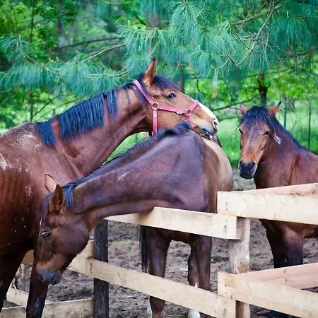 Val Salice Horses Bed and Breakfast Τορίνο